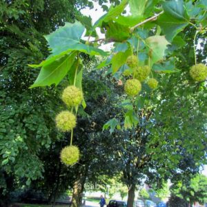 Platanus hispanica 'Malburg'