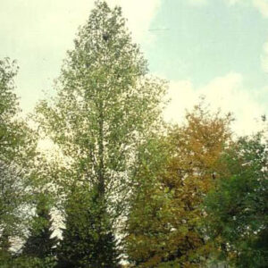 Platanus hispanica 'Tremonia'