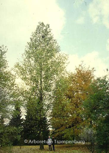 Platanus hispanica 'Tremonia'