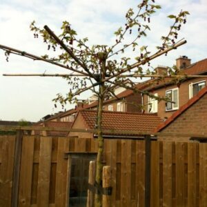 Platanus orientalis 'Minaret'