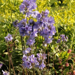 Polemonium yezoense 'Purple Rain'