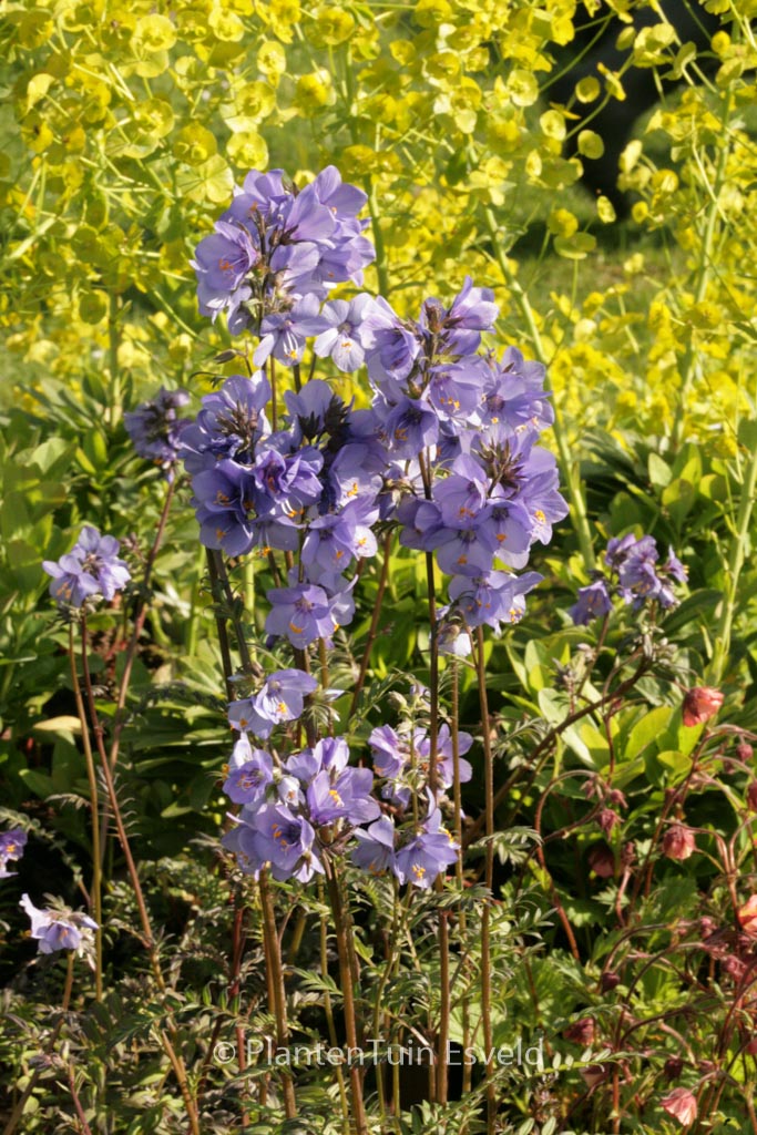 Polemonium yezoense 'Purple Rain'