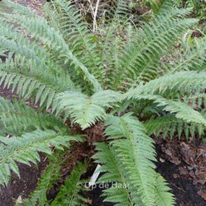 Polystichum acrostichoides