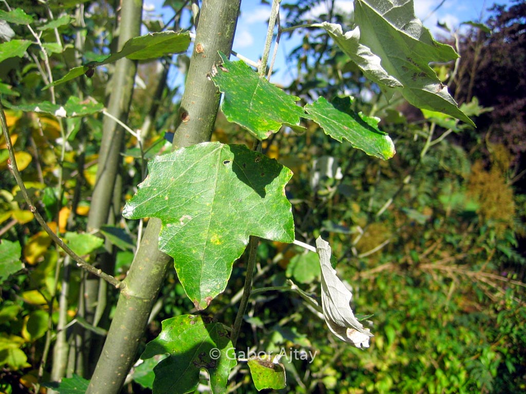 Populus alba 'Raket'