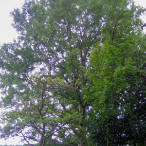 Populus canescens 'Witte van Haamstede'