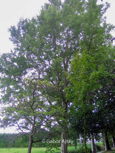 Populus canescens 'Witte van Haamstede'