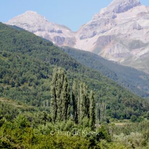 Populus nigra 'Italica'