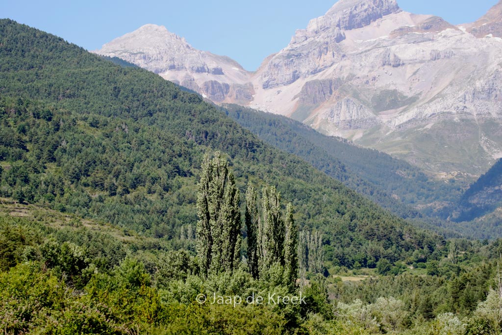 Populus nigra 'Italica'