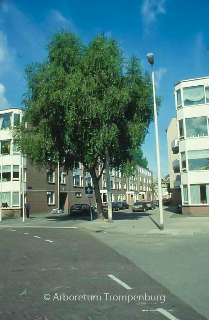 Populus simonii 'Fastigiata'