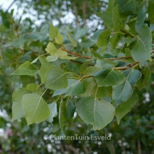Populus tremula