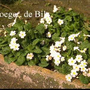 Primula 'Schneekissen'