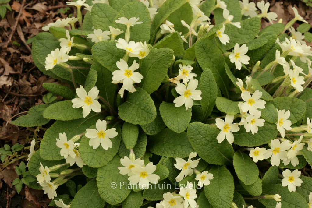 Primula vulgaris