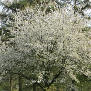 Prunus avium