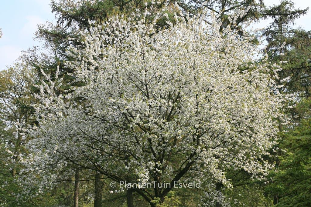 Prunus avium