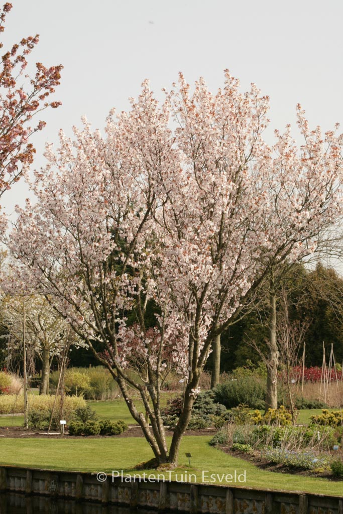 Prunus avium 'Landscape Bloom'