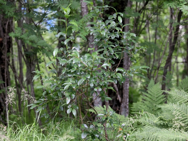 Prunus padus