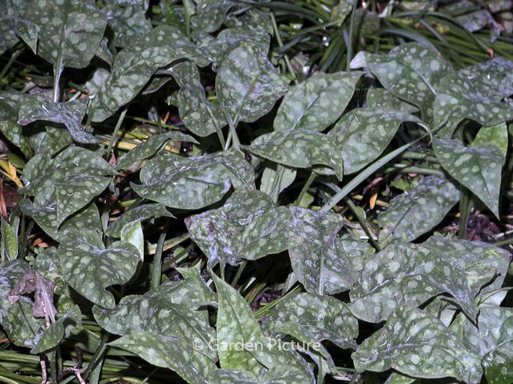 Pulmonaria saccharata 'Dora Bielefeld'