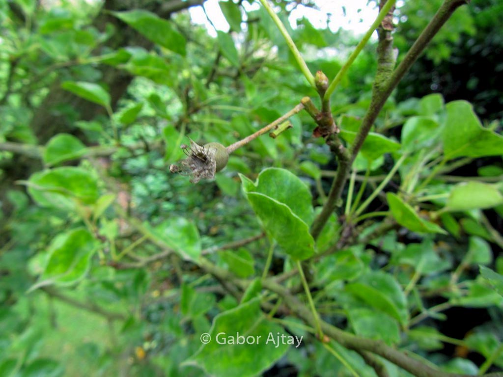 Pyrus calleryana