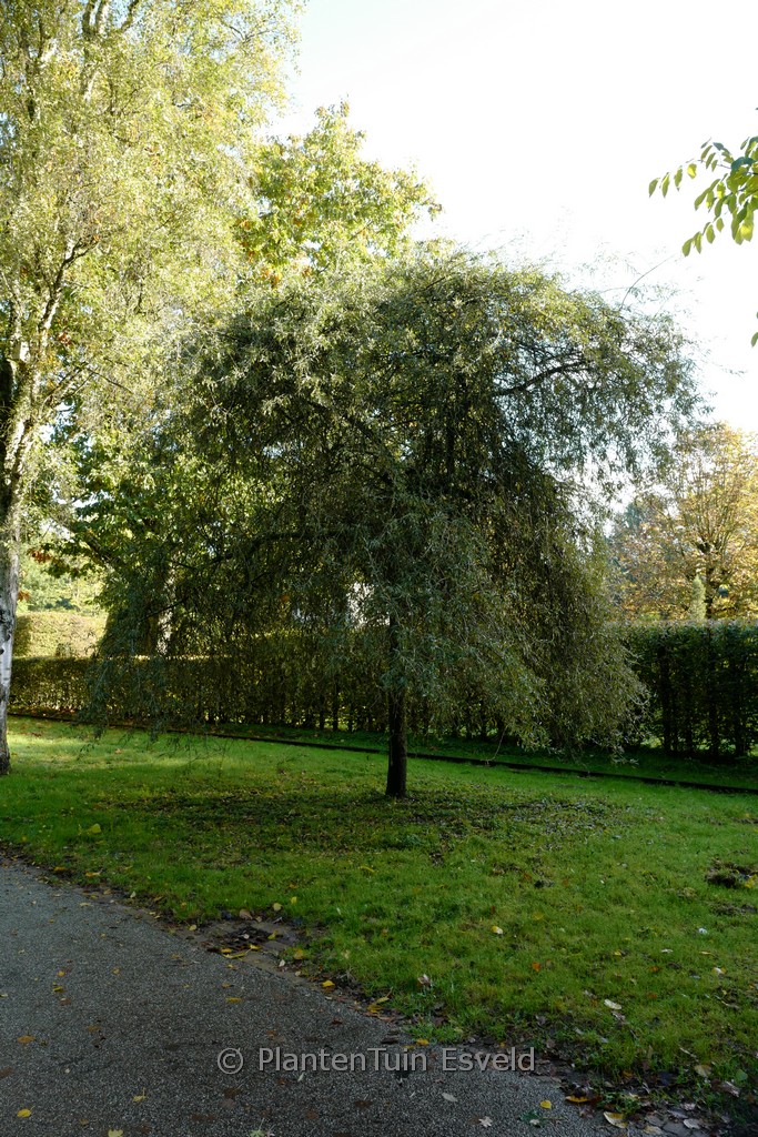 Pyrus salicifolia 'Pendula' - Afbeelding 2