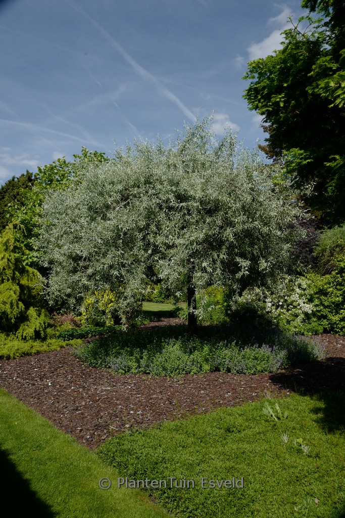 Pyrus salicifolia 'Pendula' - Afbeelding 4