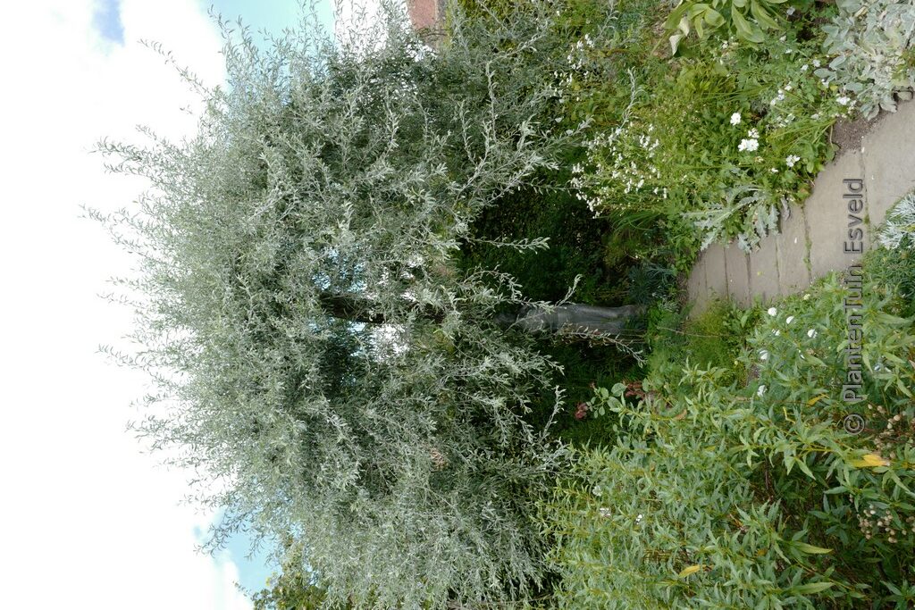 Pyrus salicifolia 'Pendula' - Afbeelding 5