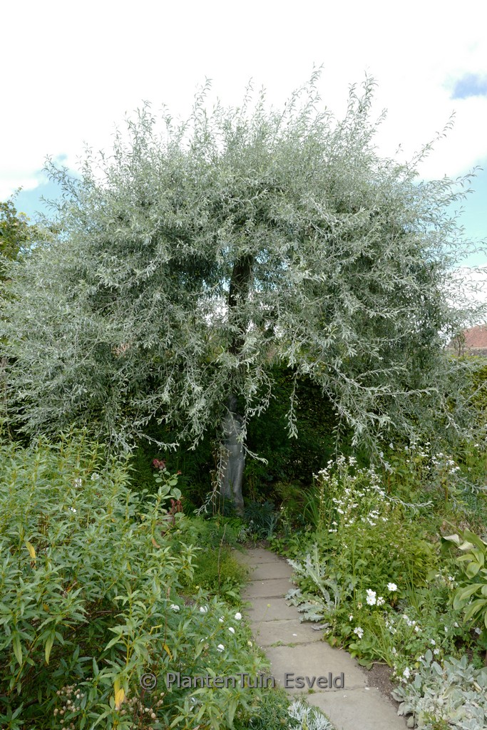 Pyrus salicifolia 'Pendula' - Afbeelding 5