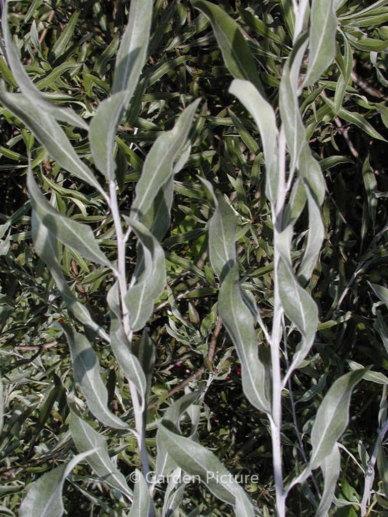 Pyrus salicifolia 'Pendula' - Afbeelding 6