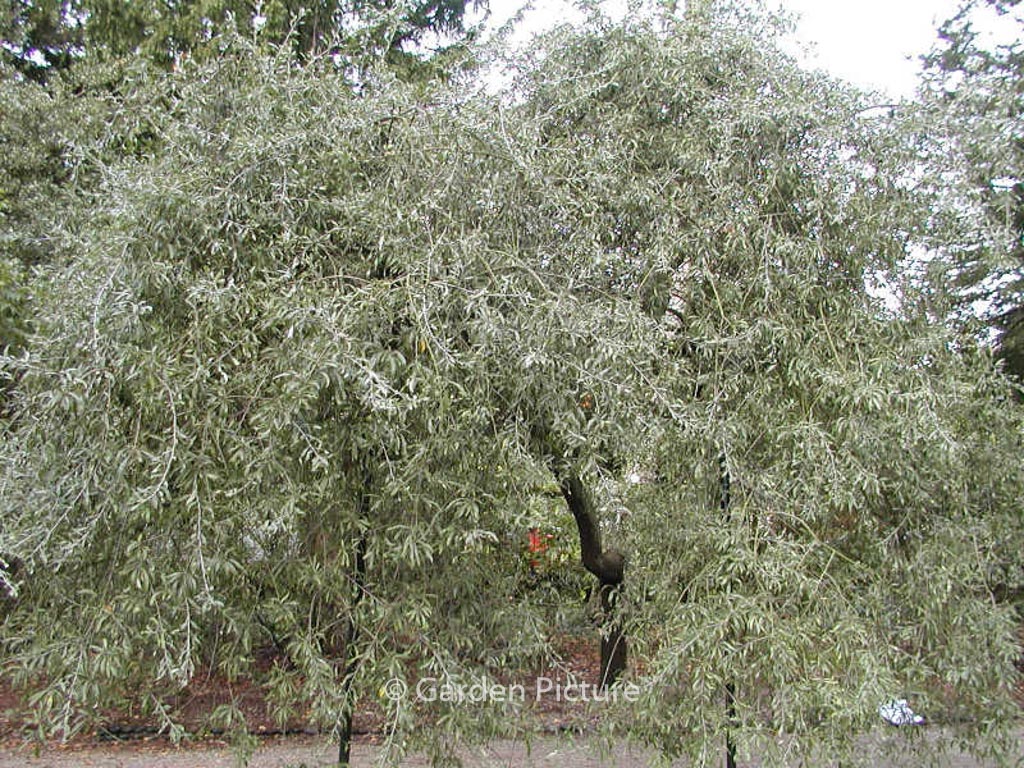 Pyrus salicifolia 'Pendula' - Afbeelding 7