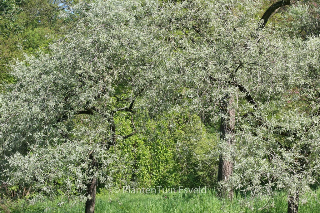 Pyrus salicifolia 'Pendula' - Afbeelding 8