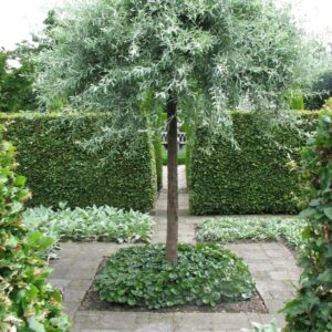 Pyrus salicifolia 'Pendula'