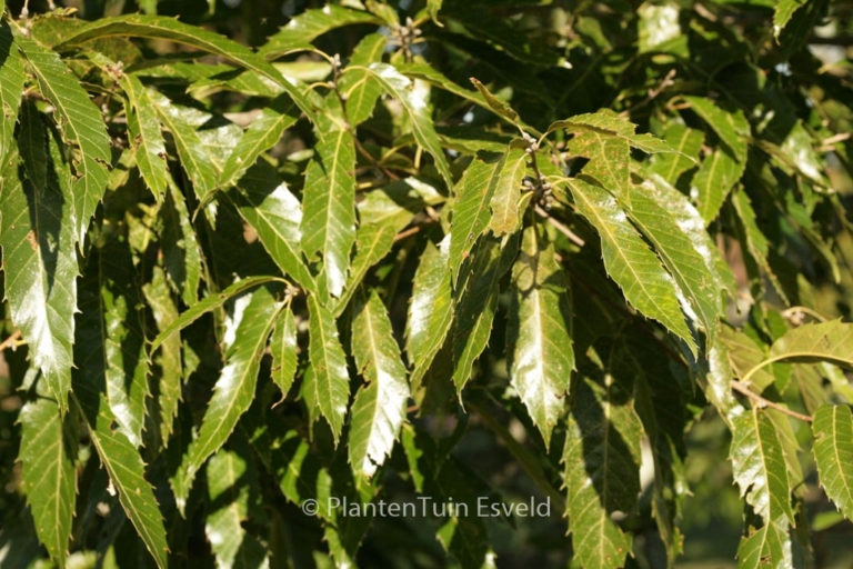Quercus acutissima