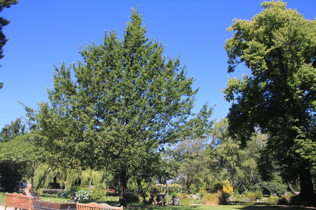 Quercus cerris