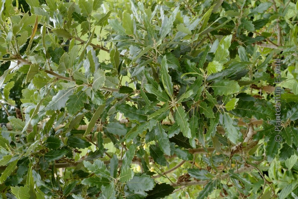 Quercus hispanica 'Fulhamensis'