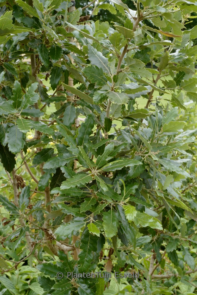 Quercus hispanica 'Fulhamensis'