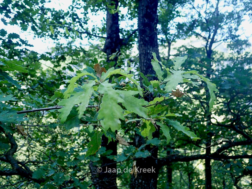 Quercus petraea