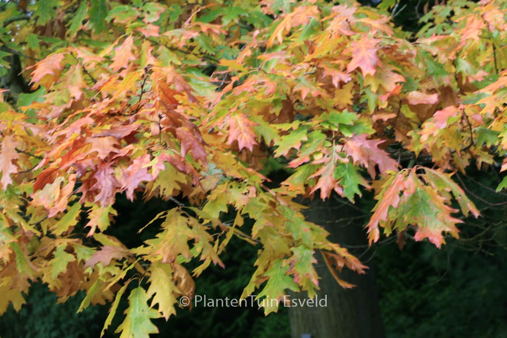 Quercus rubra