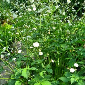 Ranunculus aconitifolius 'Pleniflorus'