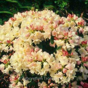 Rhododendron 'Golden Torch'