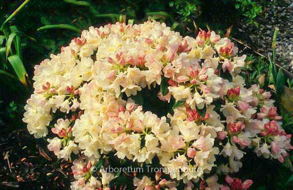 Rhododendron 'Golden Torch'