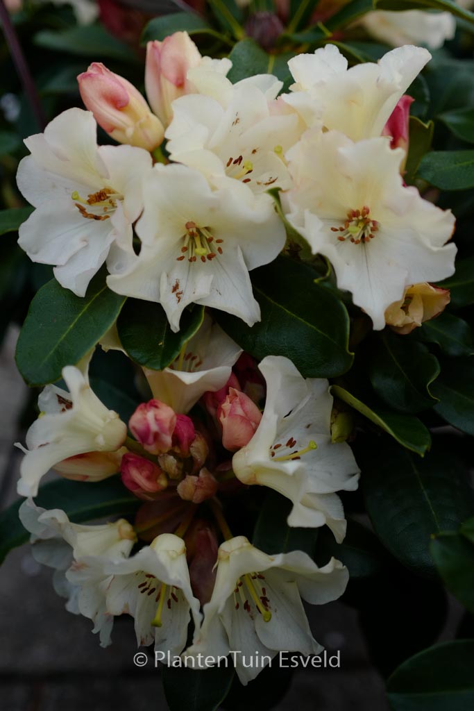 Rhododendron 'Horizon Monarch'