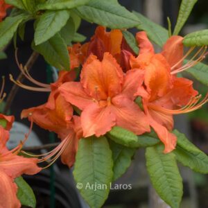 Rhododendron 'Hotspur Red' (Azalea)