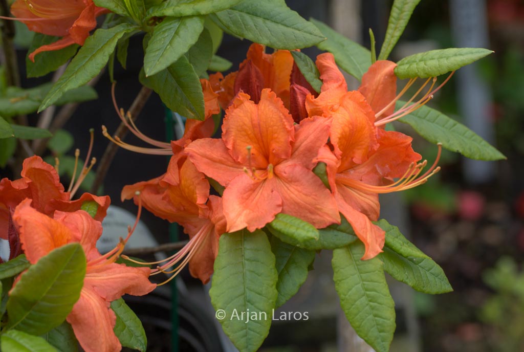 Rhododendron 'Hotspur Red' (Azalea)