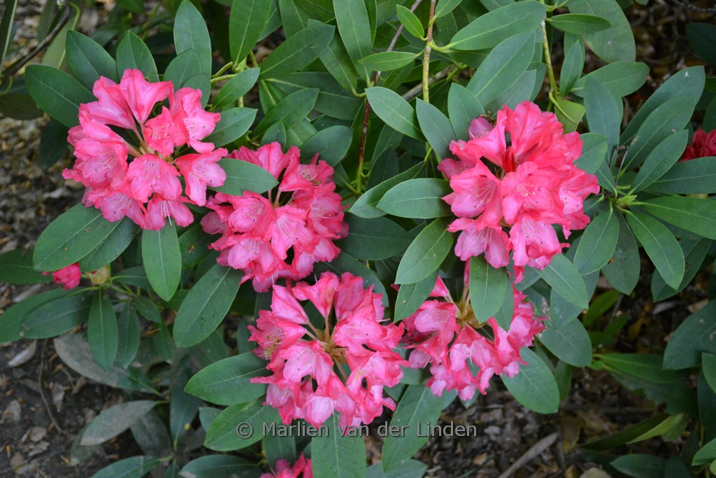 Rhododendron 'Kalinka'