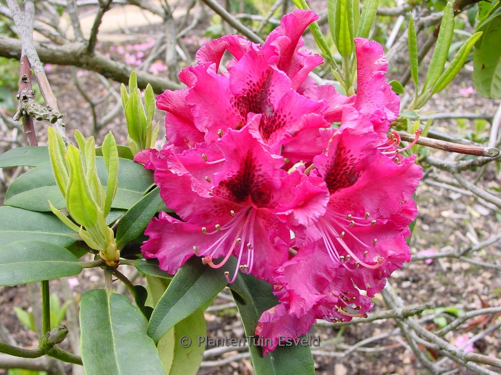 Rhododendron 'Marie Forte'