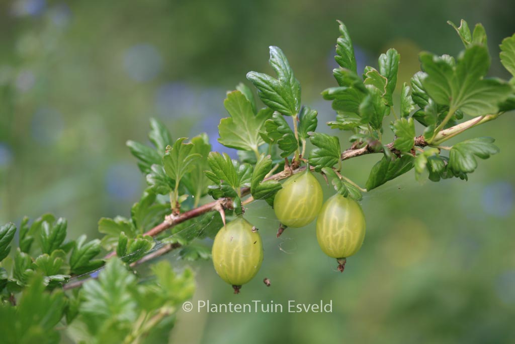 Ribes uva-crispa
