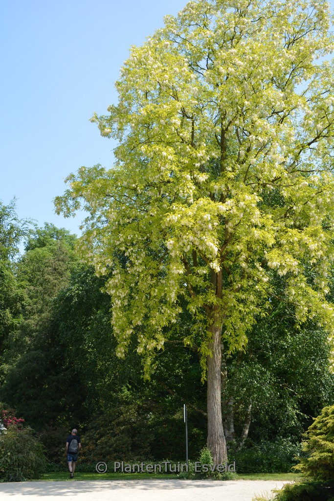 Robinia pseudoacacia