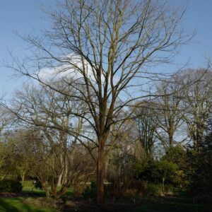 Robinia pseudoacacia 'Semperflorens'