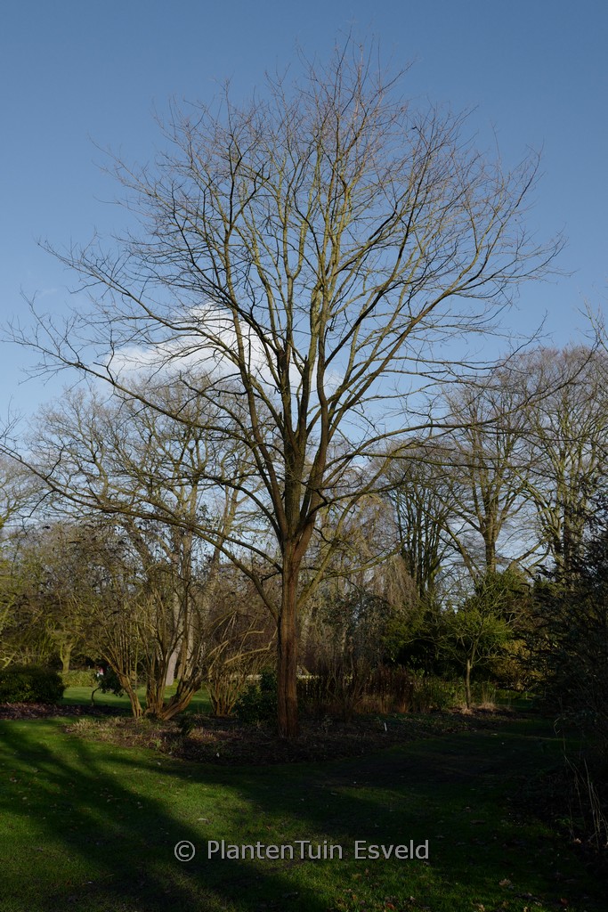 Robinia pseudoacacia 'Semperflorens'