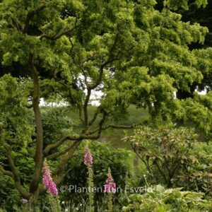 Robinia pseudoacacia 'Tortuosa'
