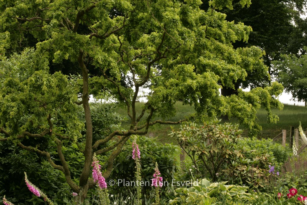 Robinia pseudoacacia 'Tortuosa'